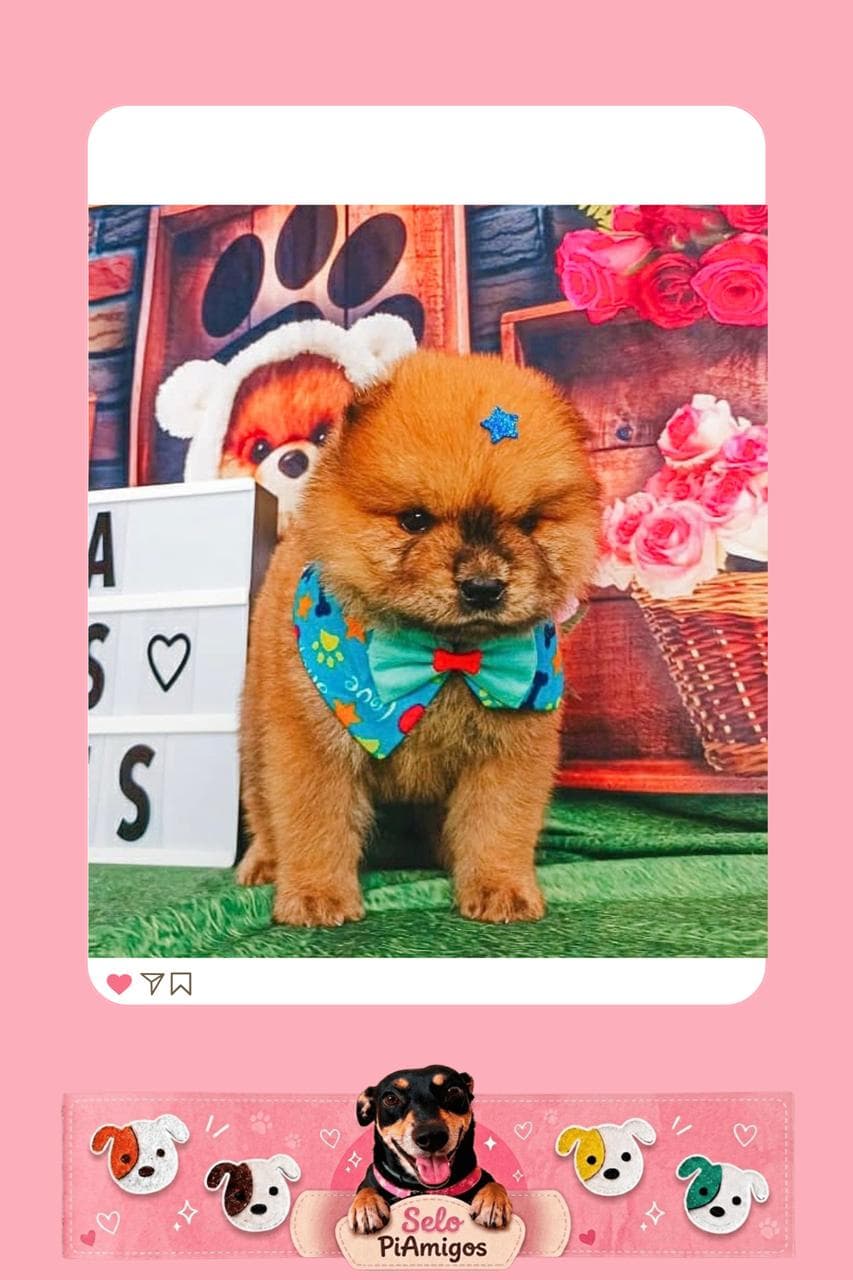 Pet